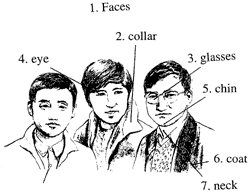 Faces 脸