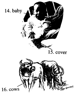 Cows 母牛
