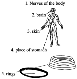 Nerves of the Body 身体的神经