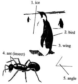 Birds have wings 鸟有翼