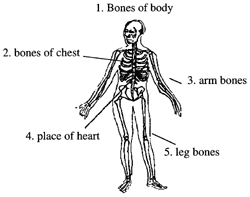 Bones of body 体的骨头